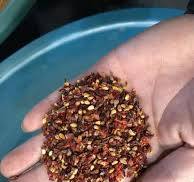 Rose Seeds Color Separator Machine in Rosehip Processing ...