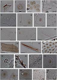 Image result for Schoenoxiphium sparteum