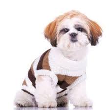 Cute Shih Tzu Puppy Weight Chart Yorkiepuppyweightchart