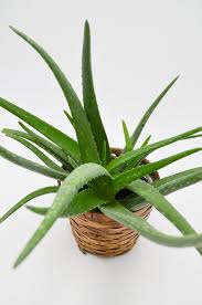 Image result for Aloe wildii