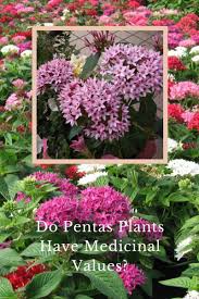 Image result for Pentas longiflora