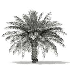 Date Palm Tree 3d Model 4m Palm Tree Drawing Palm Tree Sketch Palm Tree Art