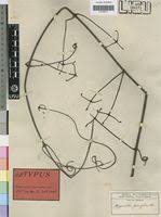 Image result for Hippocratea parvifolia