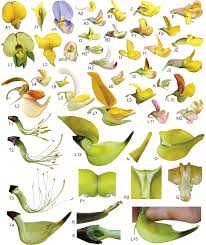 Image result for Crotalaria laburnoides