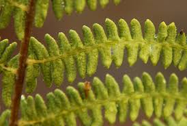 Image result for Thelypteris confluens