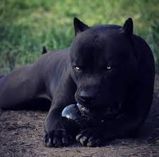 Pin On Dog Training