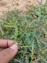 Image result for Phyllanthus