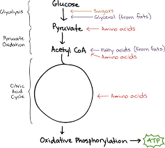 connections between cellular respiration and other pathways