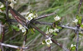You are responsible for keeping that pin safe and secure so as to prevent any unauthorised use of, and access to, your account and the electricity supply to the properties covered by meridian's mobile app. Nz Native Trees There S An App For That Rnz