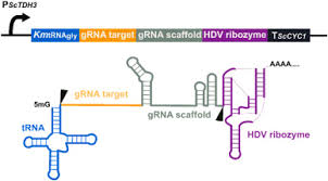 RNA polymerase II-driven CRISPR-Cas9 system for efficient non-growth-biased  metabolic engineering of Kluyveromyces marxianus
