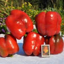 Sweet banana' sweet pepper plant. King Arthur Organic Pepper Seeds Shipping Is Free For Orders Over 35