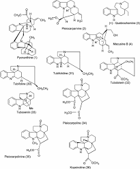 Image result for Pleiocarpa