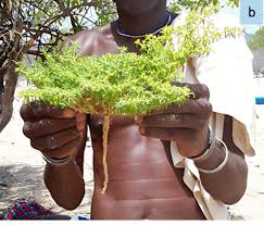 Image result for Indigofera daleoides