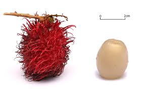 Leaves elongated, longer than wide, fruit not a legume: Rambutan Wikipedia