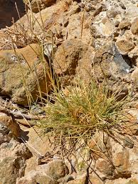 Image result for Sporobolus spicatus