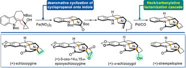 Image result for Schizozygia coffaeoides