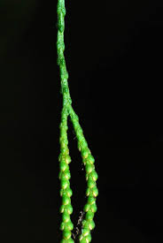 Image result for Huperzia afromontana