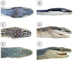 Image result for Lepidagathis pallescens