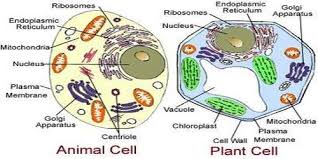 Animal cells include a huge variety of different types of cells. Structure Of Living Cell Qs Study