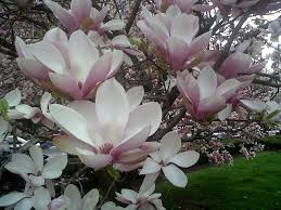 One hundred native trees are described in this manual. This Spring I Will Plant A Magnolia Tree At My House White Magnolia Tree Magnolia Trees Beautiful Tree