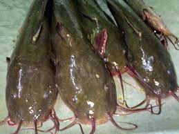 Tahan bubu dan tajur ikan keli. Teknik Memancing Ikan Sembilang Pg One Fishing Team Facebook