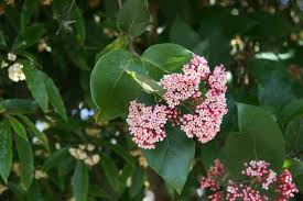 Image result for Rogiera cordata