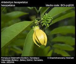 Image result for Artabotrys modestus