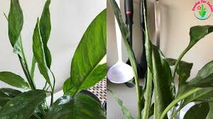 Maybe you would like to learn more about one of these? Why Are My Peace Lily Leaves Curling And How To Fix It Garden For Indoor