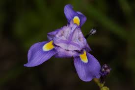 Image result for Moraea natalensis