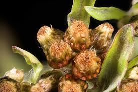 Image result for Gnaphalium unionis