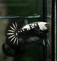 Sangat banyak sekali jenis ikan cupang yang berhasil di temukan. Ohmpk Black Mamba Star Tail Betta Cupang Black Mamba