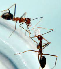 Recycling is an important issue nowadays. Alford Home Solutions Serving Charleston Saint Albans Huntington Nearby Certified Perimeter Pest Control Experts In Wv Ky Oh