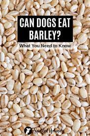 Can Dogs Eat Barley What To Know About Dogs And Barley Grain Free Dog Food Dog Eating Can Dogs Eat