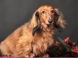 Chocolate based red dapple dachshund. 10 Things I See In Dachshund Groups That Make My Blood Boil