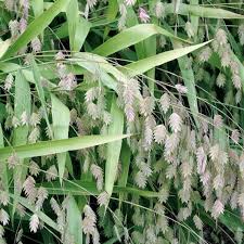 Image result for Chasmanthium latifolium