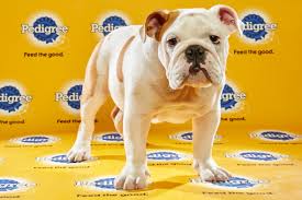 The puppy bowl is an annual television program on animal planet that mimics an american football game similar to the super bowl, using puppies. What Time Is The Puppy Bowl Wired