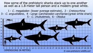 Are Sharks Today Capable Of Growing As Big As The