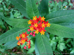 Asclepias Curassavica Plant Profile Asclepias Milkweed Milkweed Plant