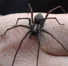 Wer verbirgt sich hinter der großen winkelspinne? Tiere Die Winkelspinne Ist Etwas Ganz Besonderes Welt