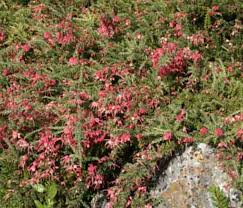 Image result for Hermannia glanduligera