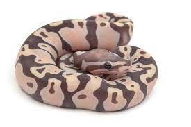 Scaleless Ball Python Produced By Bhb Reptiles Scaleless Ball Python Ball Python Python
