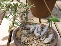 Image result for Fockea angustifolia