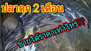 เล ยงปลาด ก 2 เด อน ขายได โลละก บาท ขายให ใคร ต วโตแค ไหน raising c ผล ตภ ณฑ