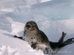 Sign Of The Times Top Buyer Of Sealskins Won T Buy Pelts This Year Peta Animal Activism Animals Stop Animal Cruelty