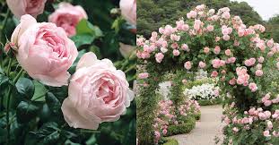 We did not find results for: Englische Rosen Interview Mit Dem Beruhmten Rosenzuchter Und Experten David Austin Interviews