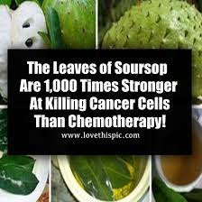 Everybody knows that the soursop fruit will bring you a lot of benefits for your health, but how about the leaves? The Leaves Of Soursop Are 1 000 Times Stronger At Killing Cancer Cells Than Chemotherapy