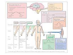 Clinical Disorders Of The Motor System Disturbances In The Motor Pathways Can Produce A Range Of Disorders Of Mo Myotonic Dystrophy Disorders Muscle Diseases