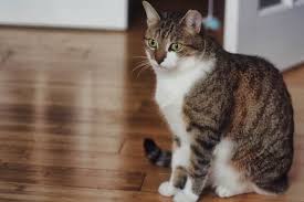 They have a few reasons. Why Does My Cat Rub Against Me What Does My Cat Want