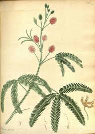 Image result for Mimosa pudica