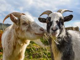 In action how like an angel! Uk Goat Zoom Calls Is The Latest Lockdown Trend Making One Farmer 68k